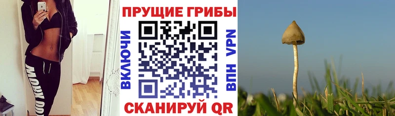 Галлюциногенные грибы Magic Shrooms Елизаветинская